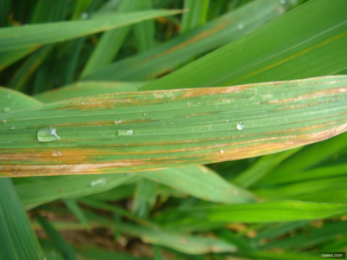  p>李氏禾(学名:leersia parviflora&nbsp;&nbsp;leersia