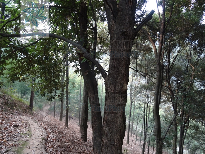 cyclobalanopsis gilva (blume) oerst.