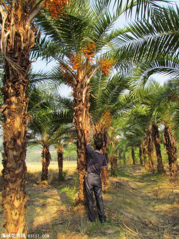  p>伊拉克蜜枣,棕榈科 a target="_blank" href="/item/刺葵属">刺葵