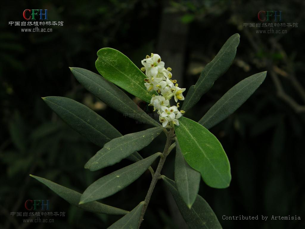 木犀榄族