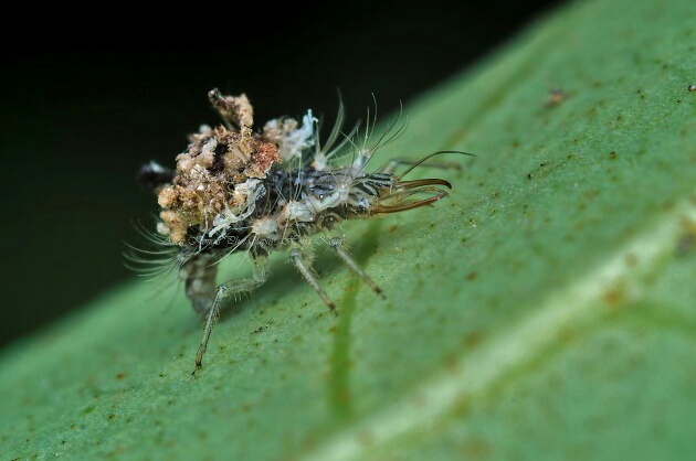  p>蚜狮是 a target="_blank" href="/item/草蛉/1777365" data-lemma