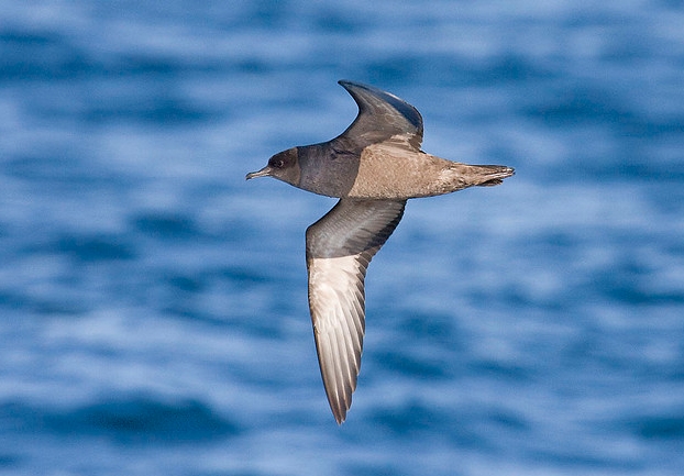  p>短尾鹱(学名: i>puffinus tenuirostris /i>)为鹱科剪水鹱属的鸟类