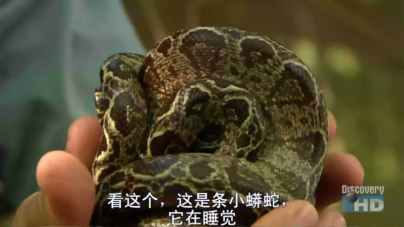 弄蛇人奥斯汀史帝文-寻找亚马逊绿森蚺