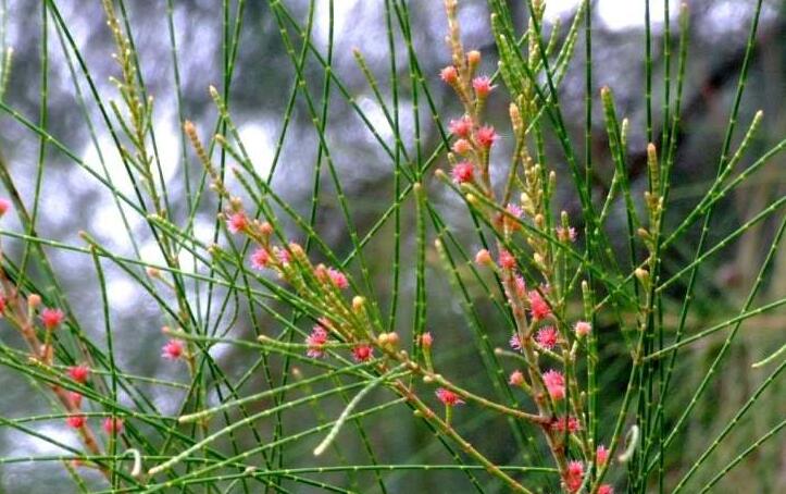  p>木麻黄属(学名:casuarina adans)属于 a href="#" data-lemmaid="