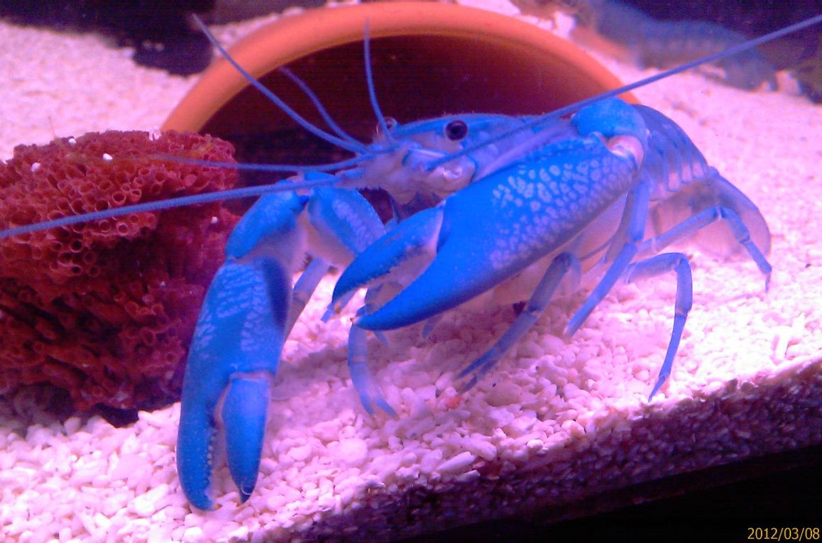 后来一些商家因为知识匮乏,就以"澳洲蓝魔虾"来称呼,错将人工天空螯虾