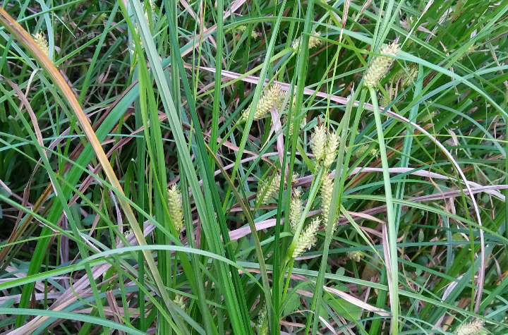  p>白头山薹草( a target="_blank" href="/item/学名/8074290" data