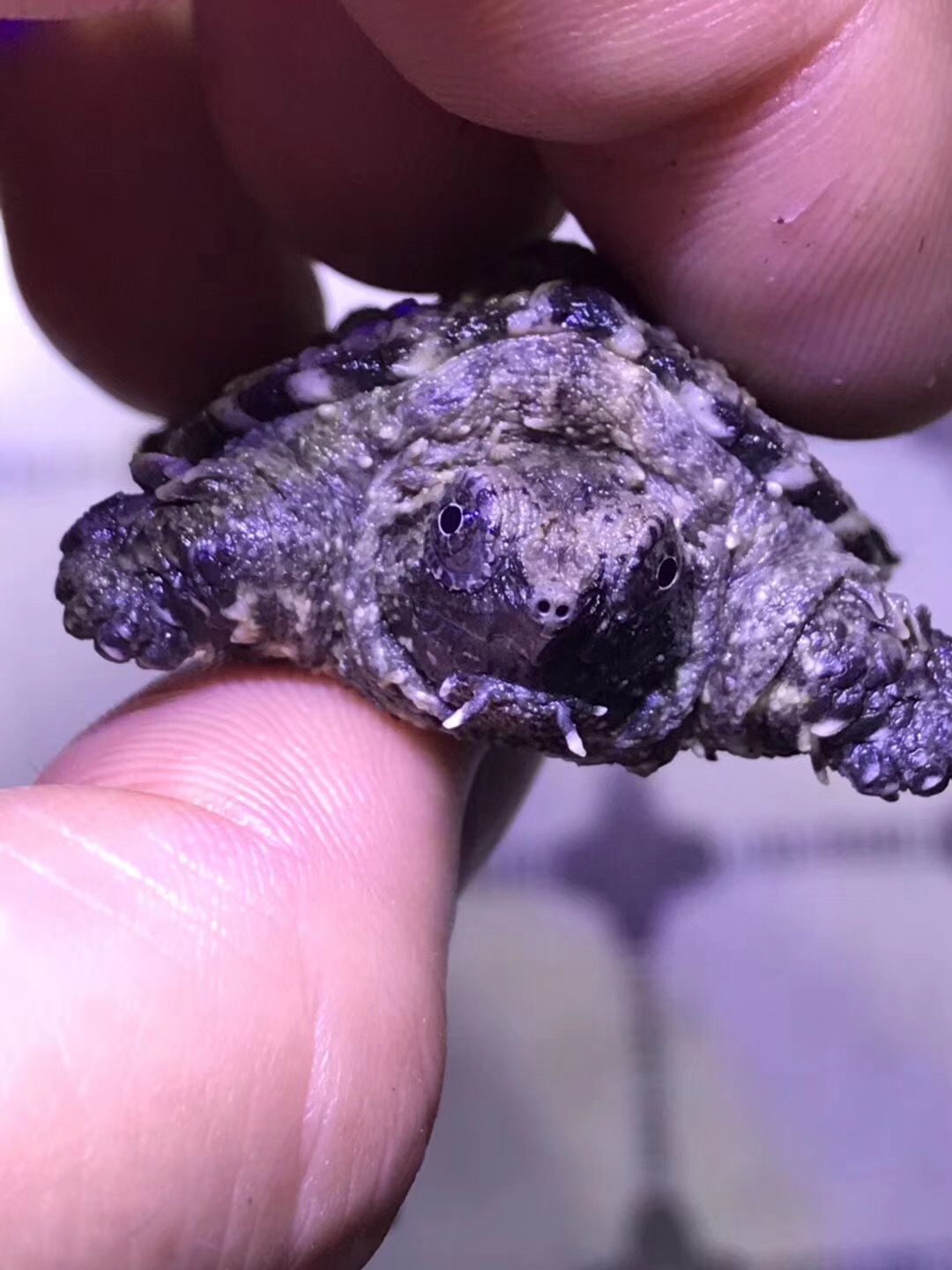  p>中美拟鳄龟,产于北美及中美洲地区,主要分布在伯利兹,危地马拉