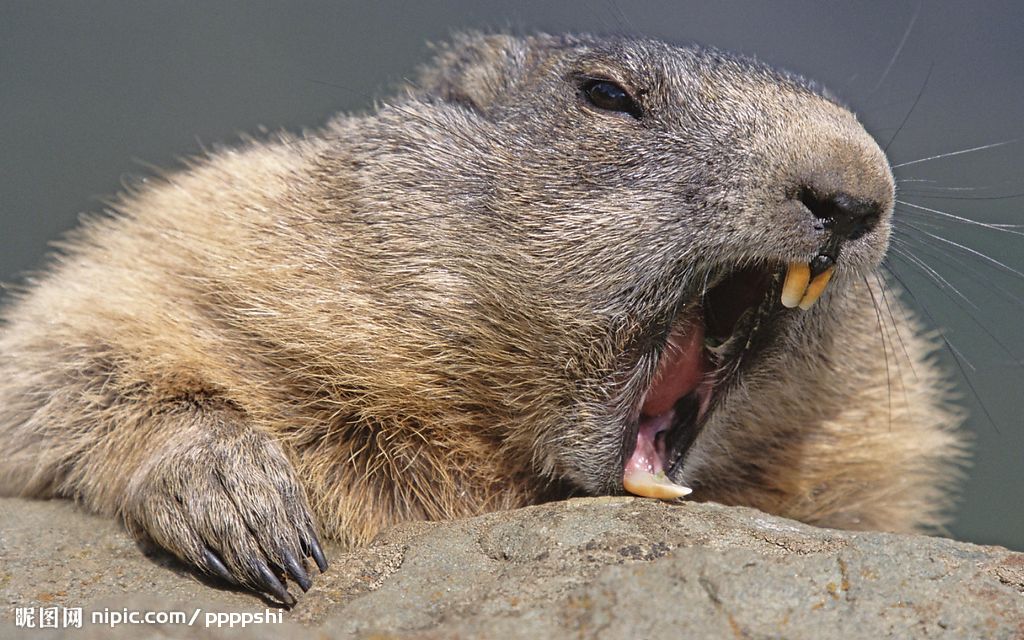  p>又名麝田鼠或水田鼠.