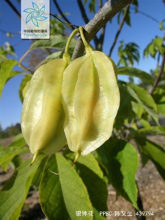 别名假杨桃,山杨桃,银钟树.