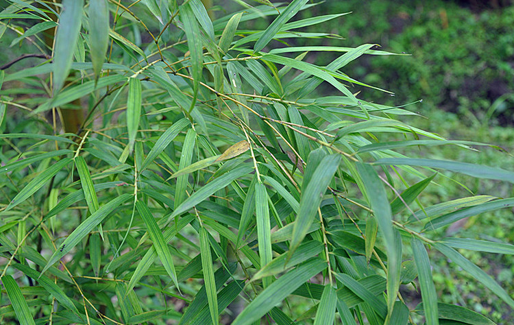 phyllostachys cv.gracili