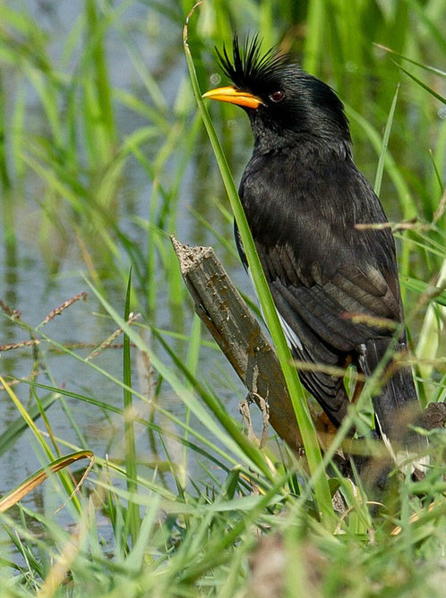  p>林八哥(学名: i>acridotheres grandis /i>)