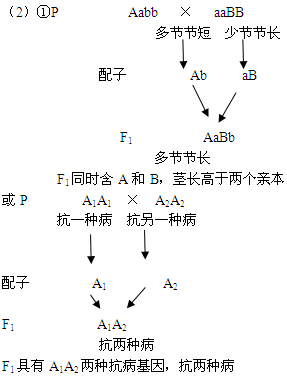 即利用两个遗传组成不同的生物体杂交后的杂种一代在生长势,生活力