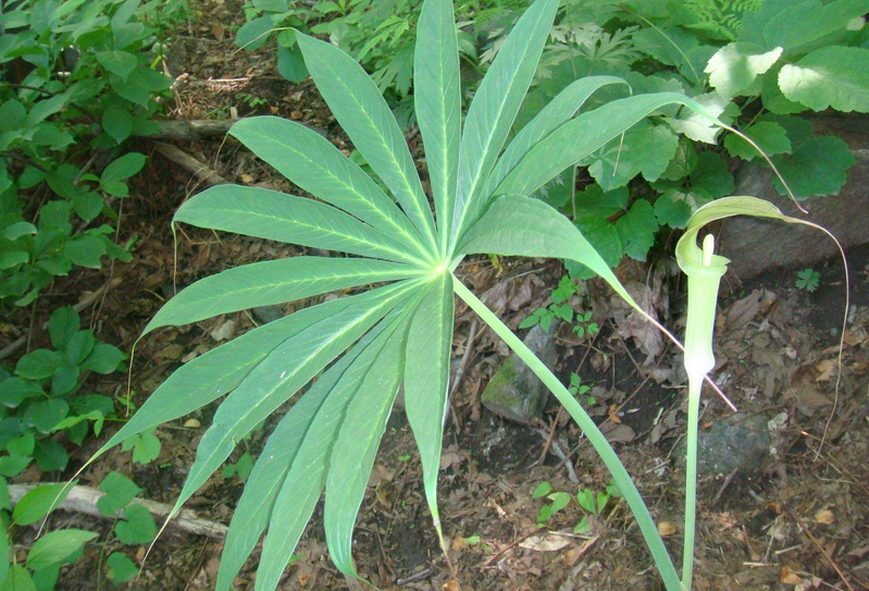  p>一把伞南星(学名: i>arisaema erubescens /i> (wall.