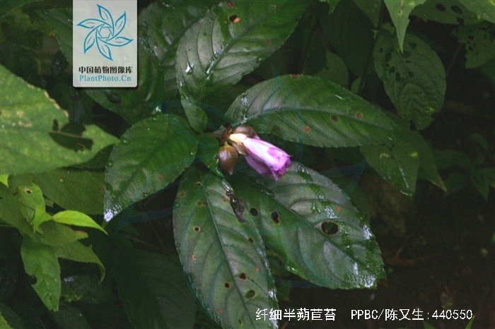 纤细半蒴苣苔(原变种)