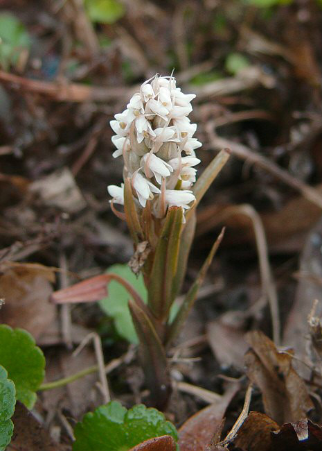  p>线柱兰(学名: i>zeuxine strateumatica /i> (l.) schltr.