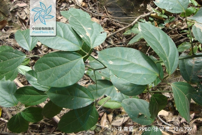 小花青藤