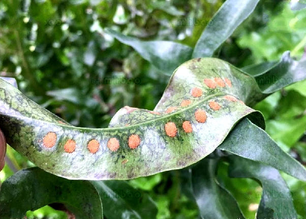 serm)是龙骨科,瘤蕨属 a href="#" data-lemmaid="4028806">附生 /a>