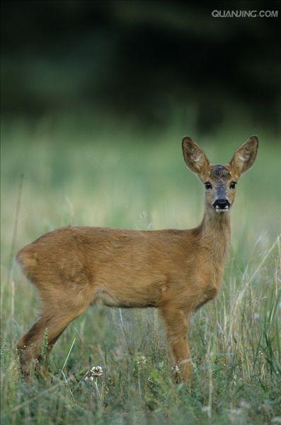  p>动物(animal)是生物的一个种类.