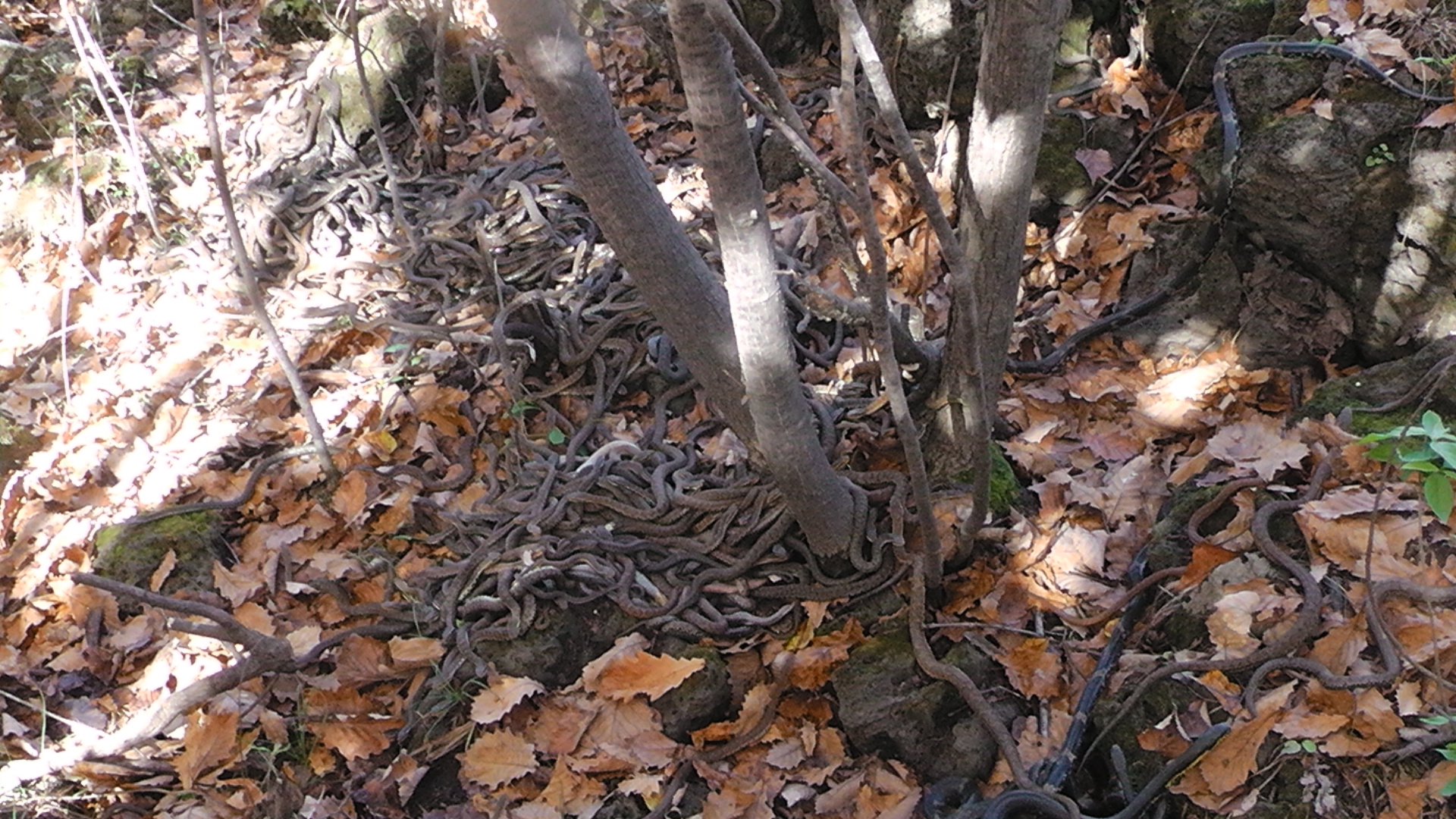 白眉蝮蛇多分布于东北长白山一带.