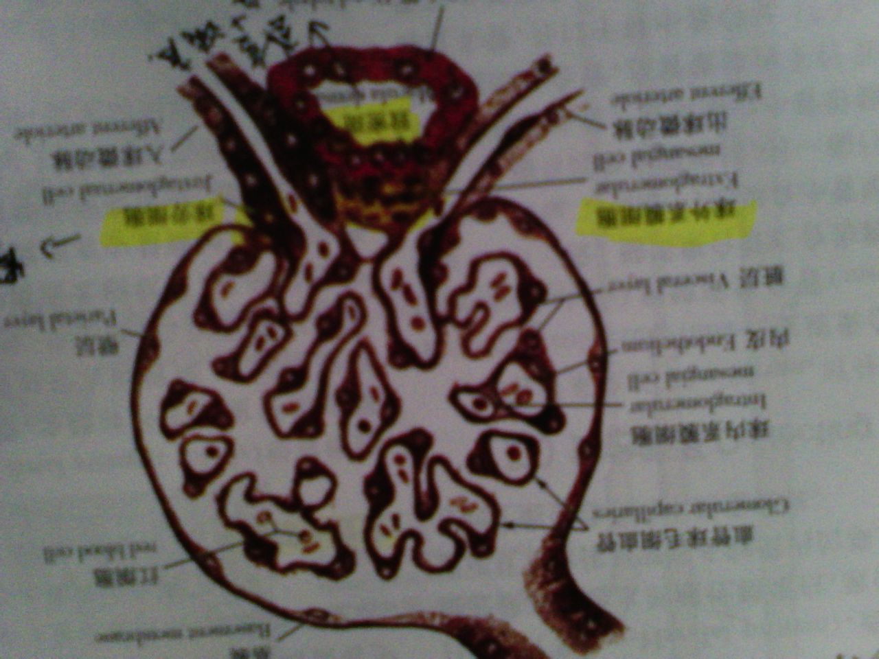  p>球旁细胞(juxtaglomerular cell) 是近肾小体血管极处的入球微动脉