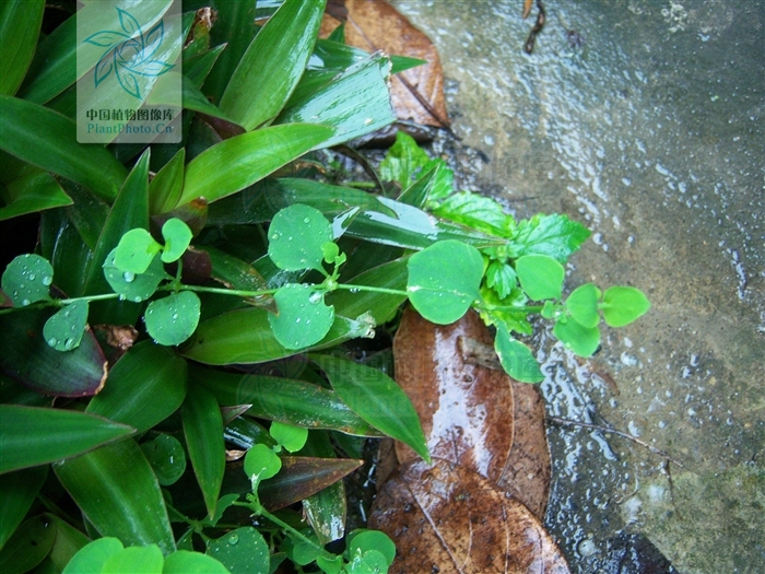  p>荷莲豆草(学名:drymaria diandra blume)是 a target="_blank"