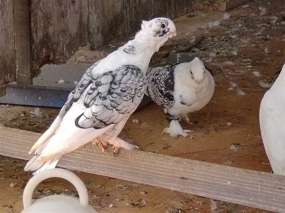  p>王鸽,亦称"k王鸽","落地王"和" a target=