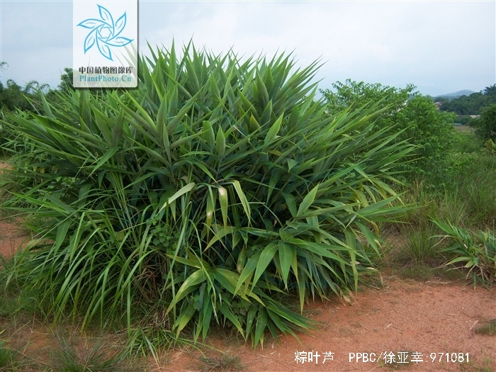  p>粽叶芦(种拉丁名:thysanolaena maxima (roxb.