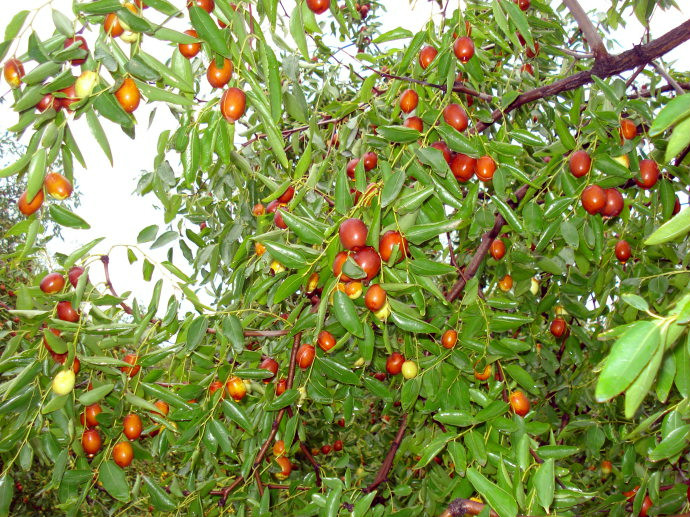  p>主景区50万亩,园区内有金丝小枣树400余万株,为中国最大的金丝小枣