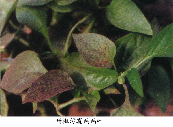 甜椒,辣椒污霉病