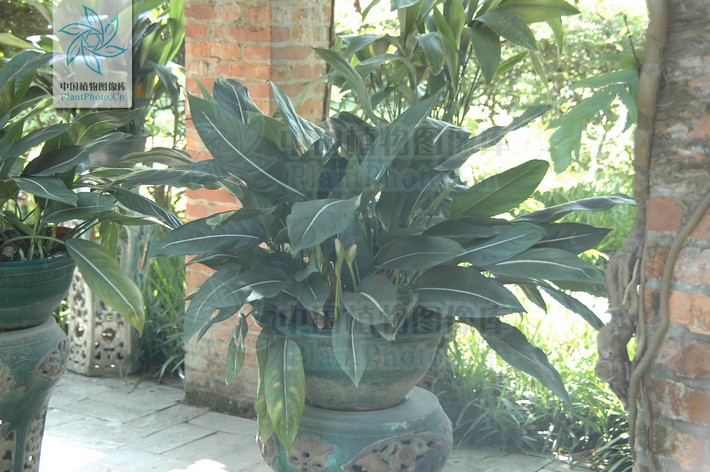  p>白肋万年青( i>dieffenbachia leopoldii /i> bull.