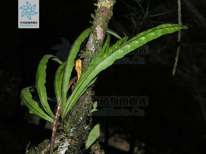 lepisorus paohuashanensis