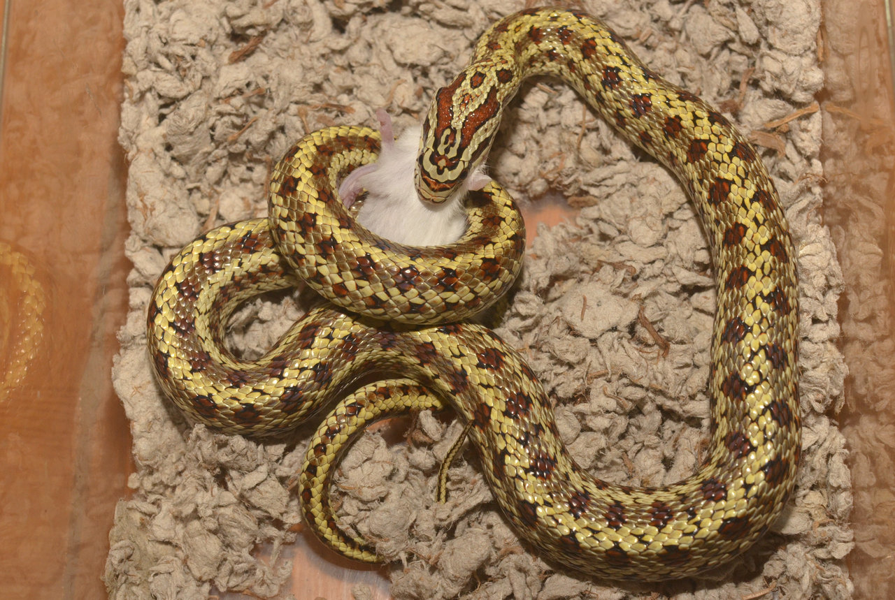  p>白条锦蛇 i>(学名:elaphe dione /i>),别名枕纹锦蛇,麻蛇.