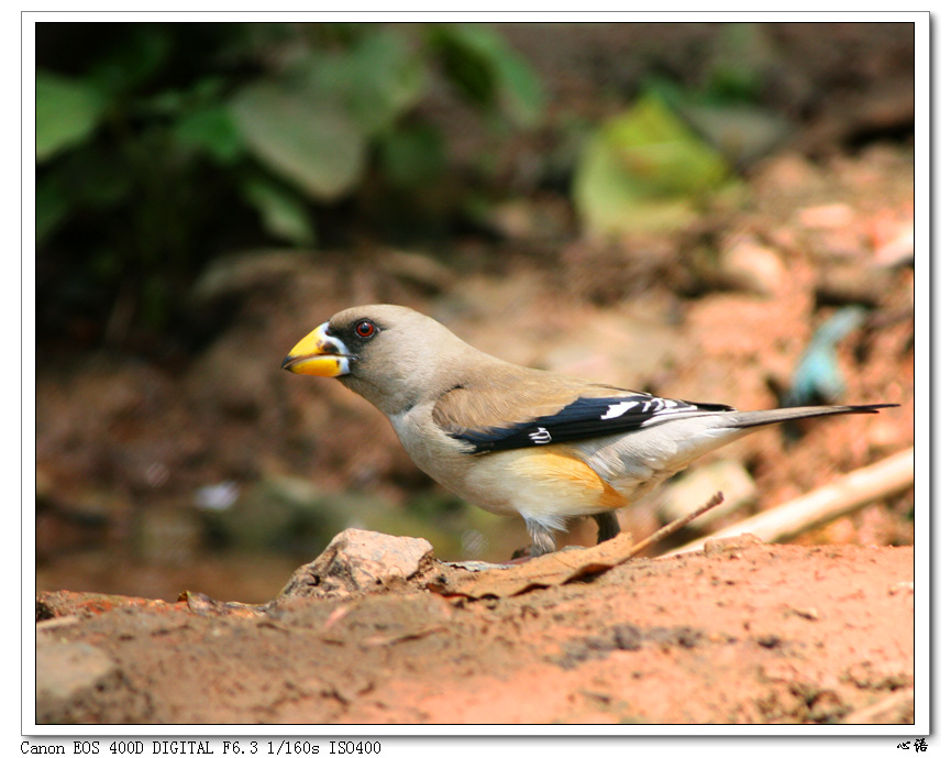  p>蜡嘴雀是中国传统鸟种,也是国家保护动物.