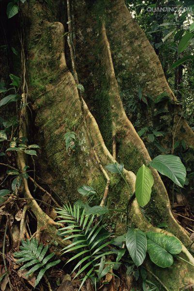  p>板根(plank buttresses root)亦称"板状根",热带雨林植物 a href="