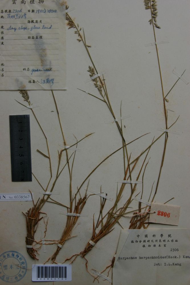  p>镰稃草属,2种,1种分布于 a target="_blank" href="/item/热带