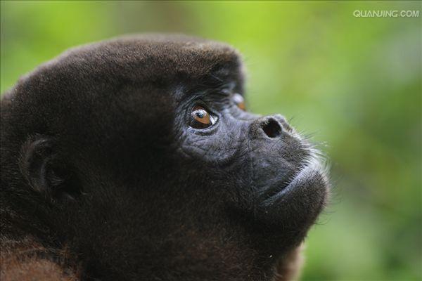 humboldts woolly monkey