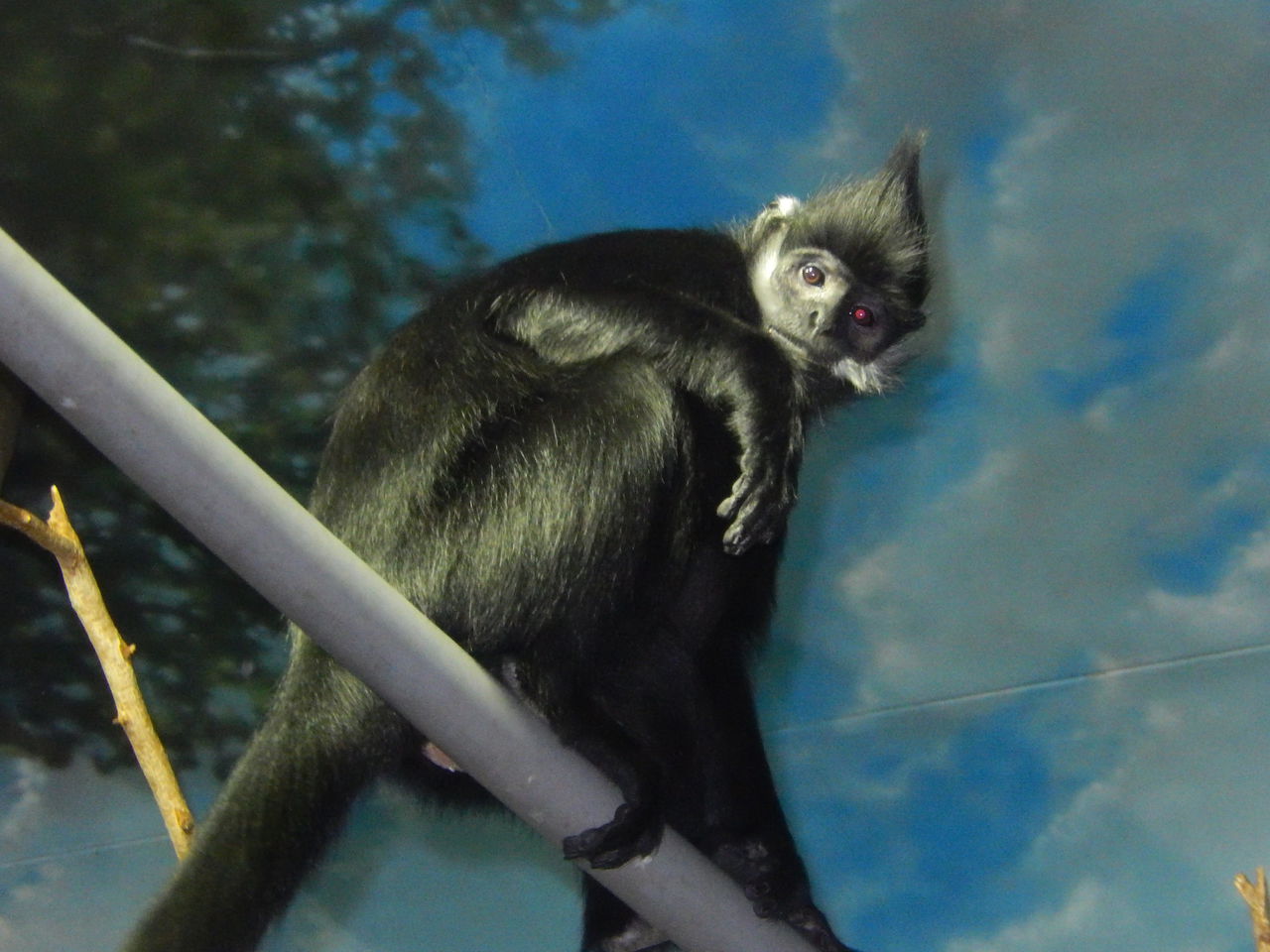  p>越南叶猴是一种 a href="#" data-lemmaid="1970902">猴科 /a> , a