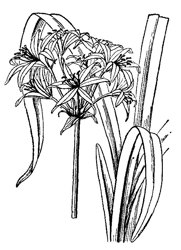 花叶文殊兰