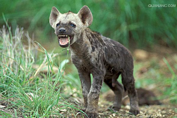  p>斑鬣狗(学名: i>crocuta crocuta /i>):又名斑点鬣狗,体长约95-160