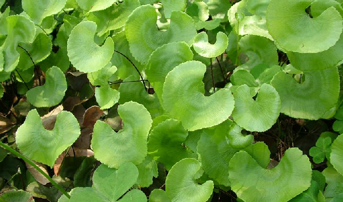  p>荷叶铁线蕨(学名: i>adiantum reniforme /i> l. var.