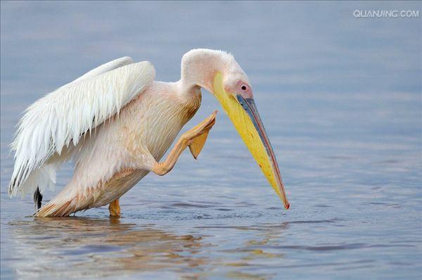  p>白鹈鹕(学名: i>pelecanus onocrotalus /i>),俗名又称 a target="