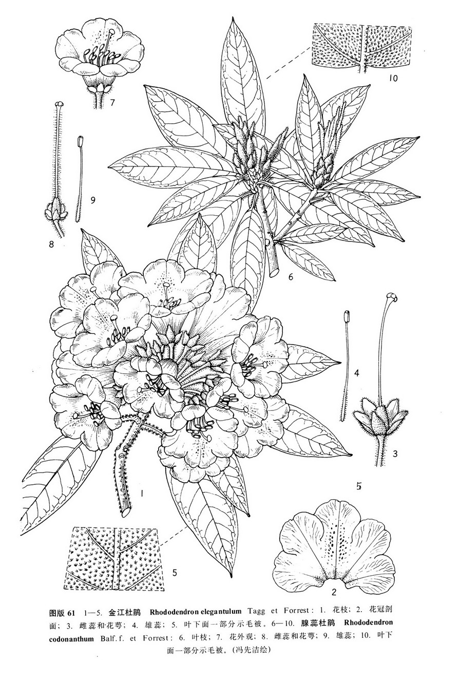 et forrest)为 a target="_blank" href="/item/杜鹃花科"