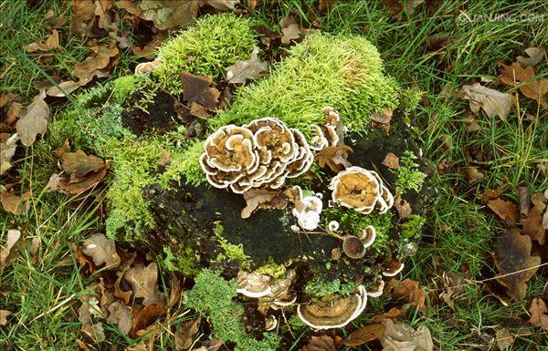  p>真菌(学名:fungi),是一种具真核的,产孢的,无叶绿体的 a target="