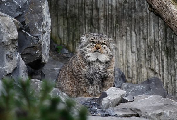  p>兔狲(学名: i>otocolobus manul /i>):是食肉目,猫科,兔狲属的动物