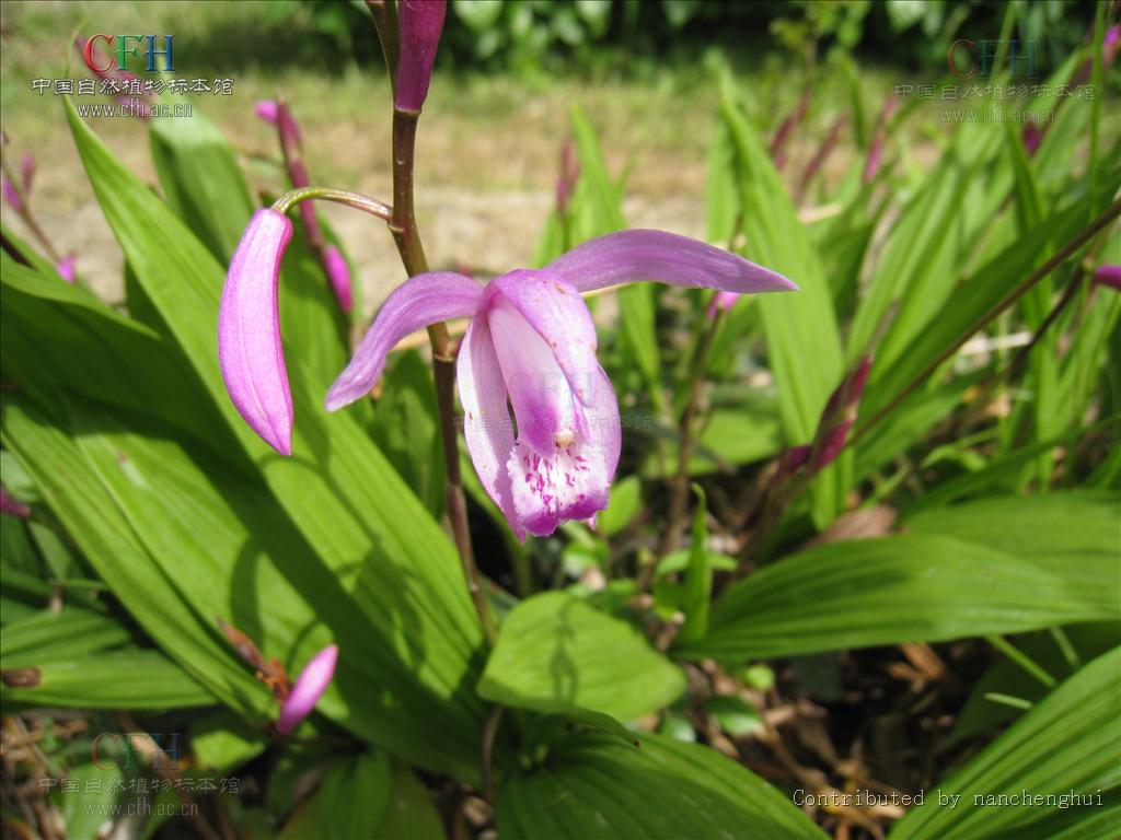  p>白及属是 a target="_blank" href="/item/兰科">兰科 /a>下的一个