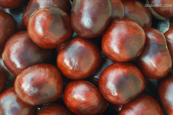 aesculus chinensis bunge