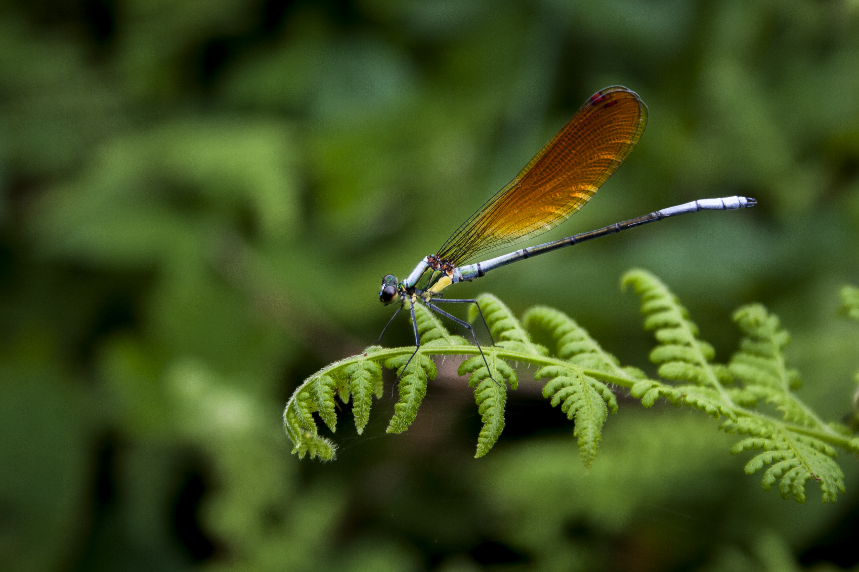  p>细胸珈蟌是一种珈蟌科/蜻蛉目.腹部长38-41mm.