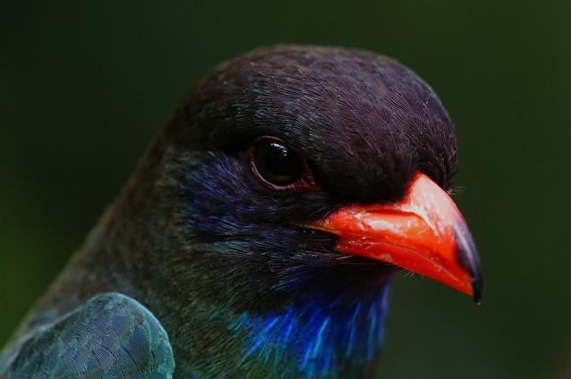  p>三宝鸟(学名: i>eurystomus orientalis /i>)佛法僧科三宝鸟属的