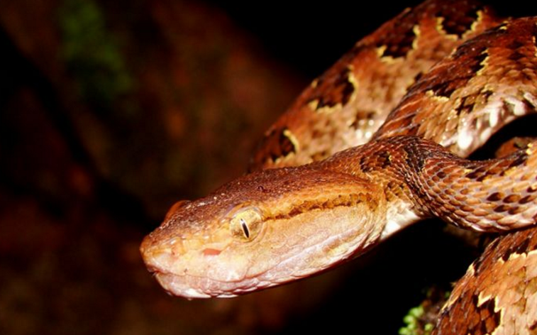  p>巨型蝮蛇,响尾蛇亚科(crotalinae),新大陆蝰蛇.