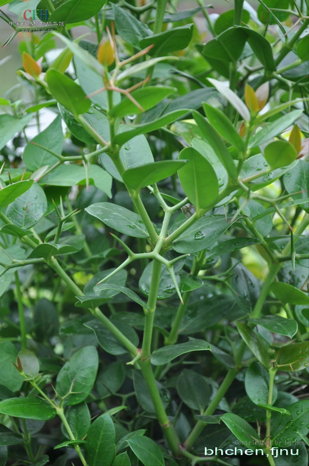  p>假虎刺属(学名:carissa  linn.